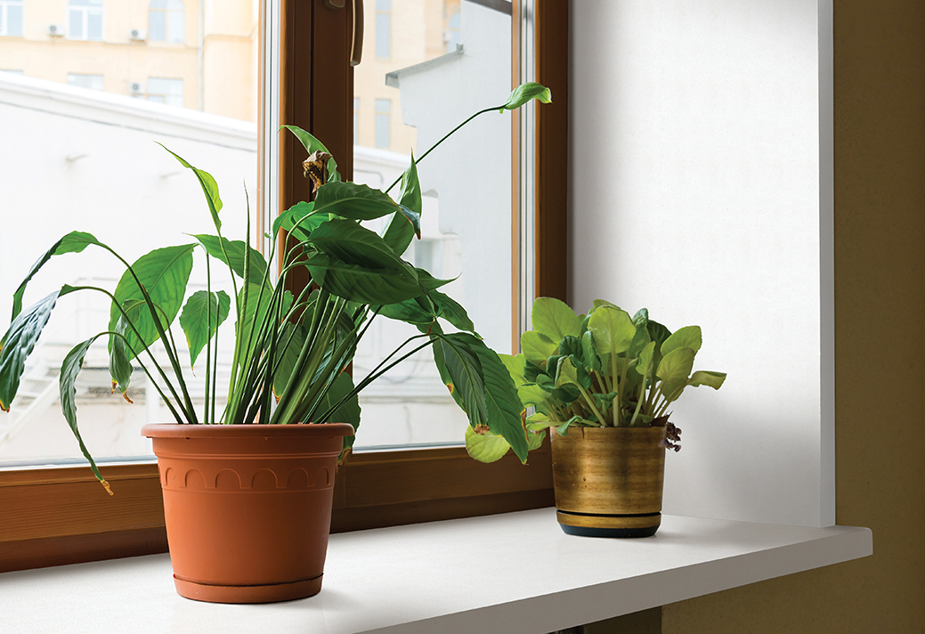 Window Sill